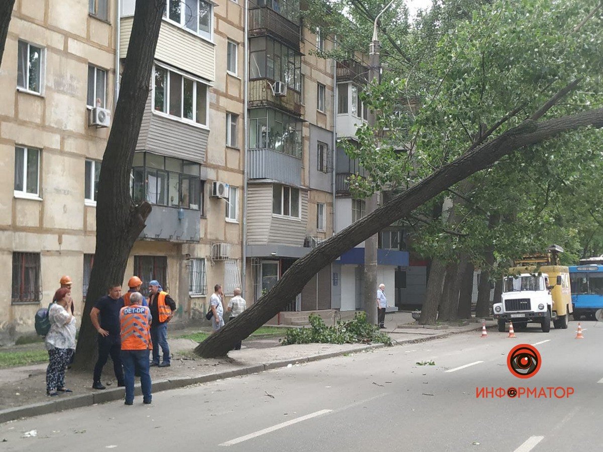 Ожидается приезд крана, после чего дерево начнут распиливать