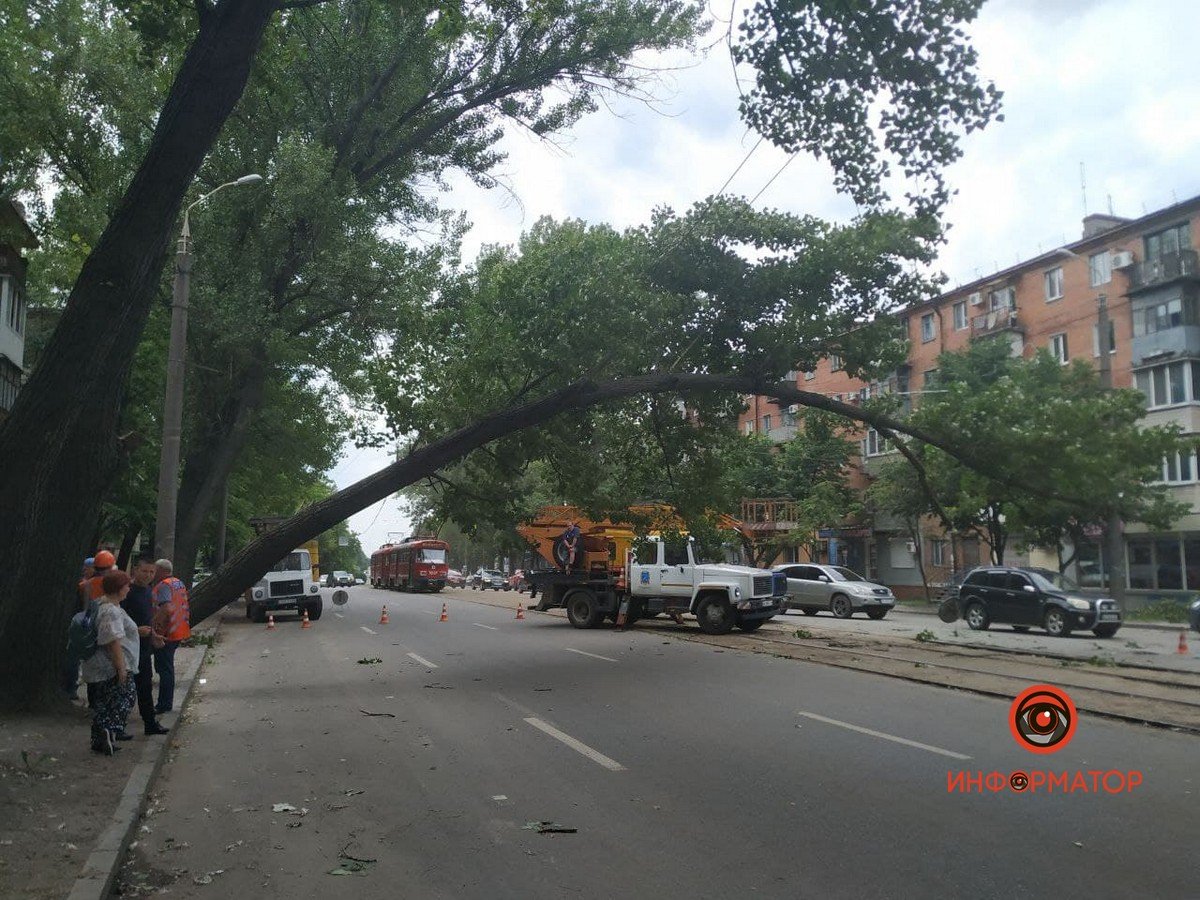 Дерево повисло на проводах над дорогой
