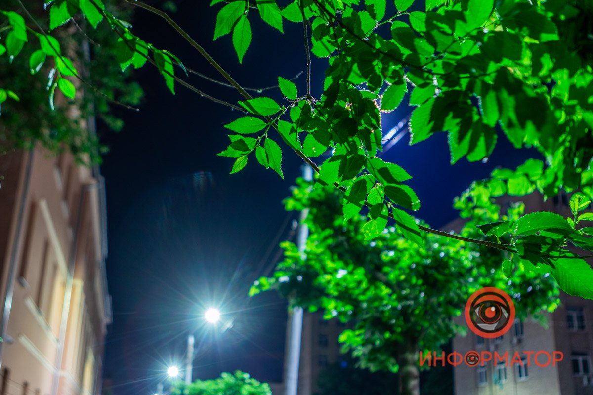 Листья словно светятся ночью