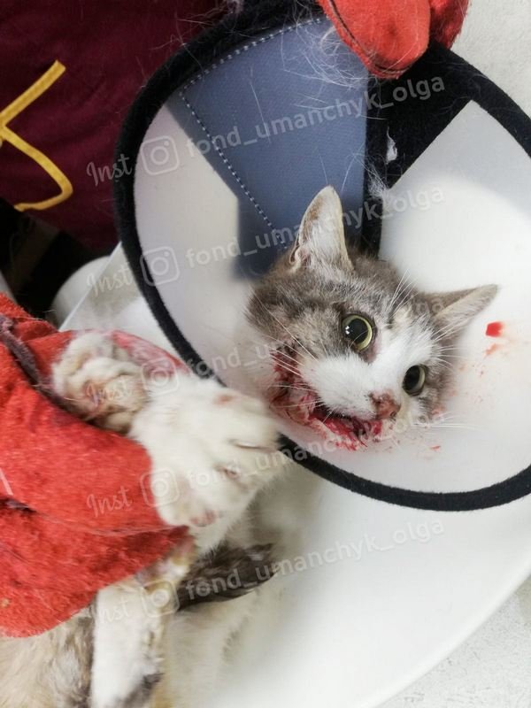 Кошка в критическом состоянии