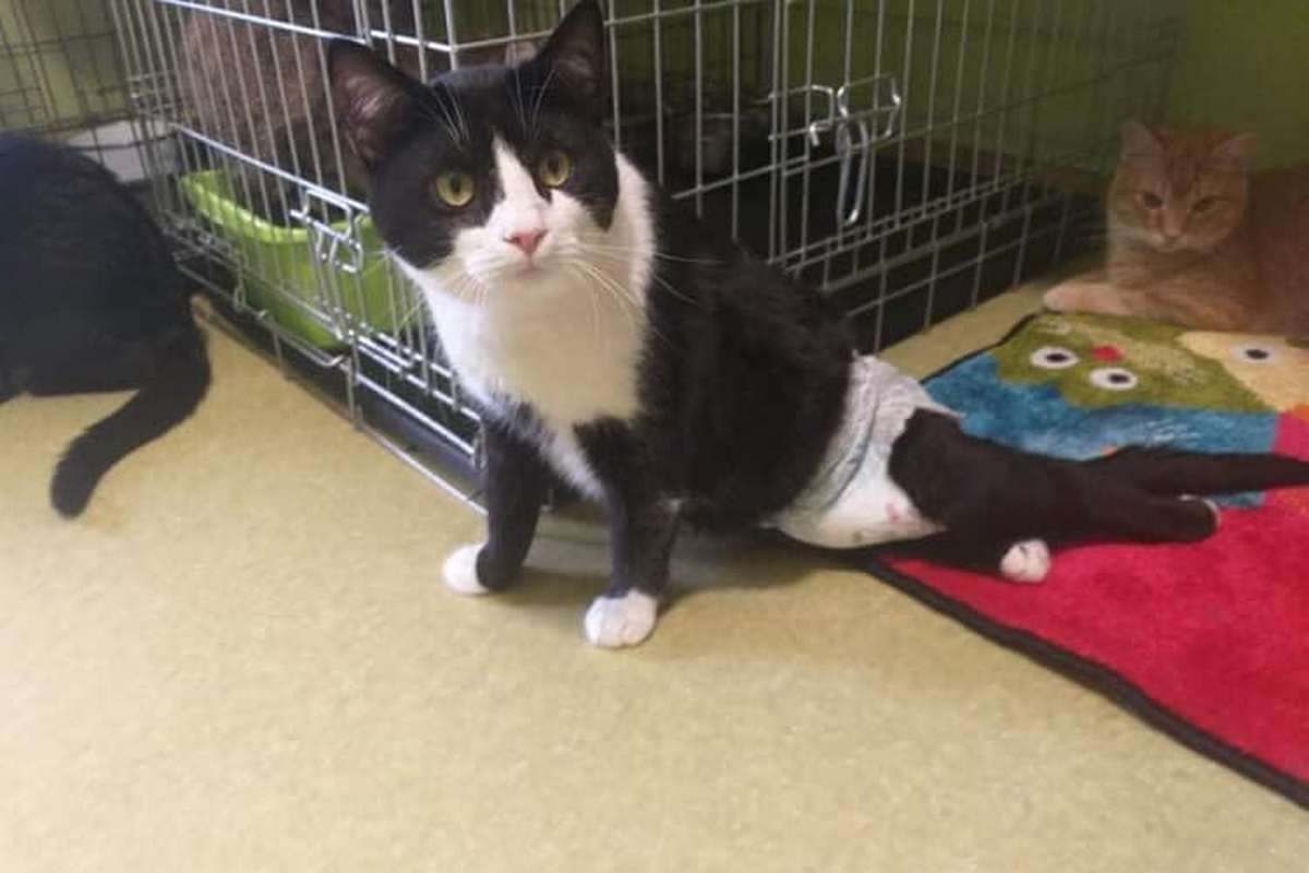 Может случиться так, что хвостатые окажутся бездомными