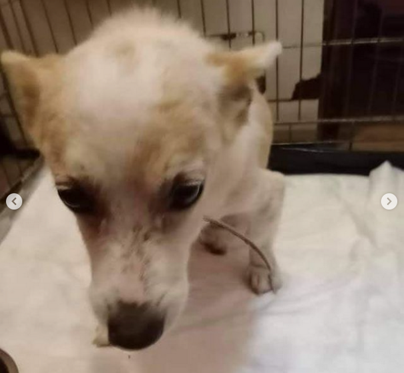 Не оставляйте собаку - ей нужна помощь