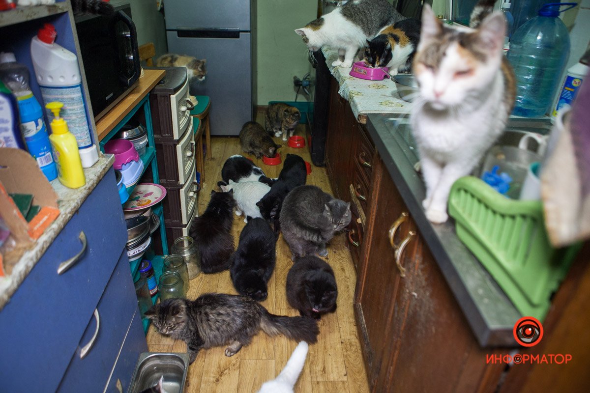 Ирина спасает хвостатых. Помогите ей в этом