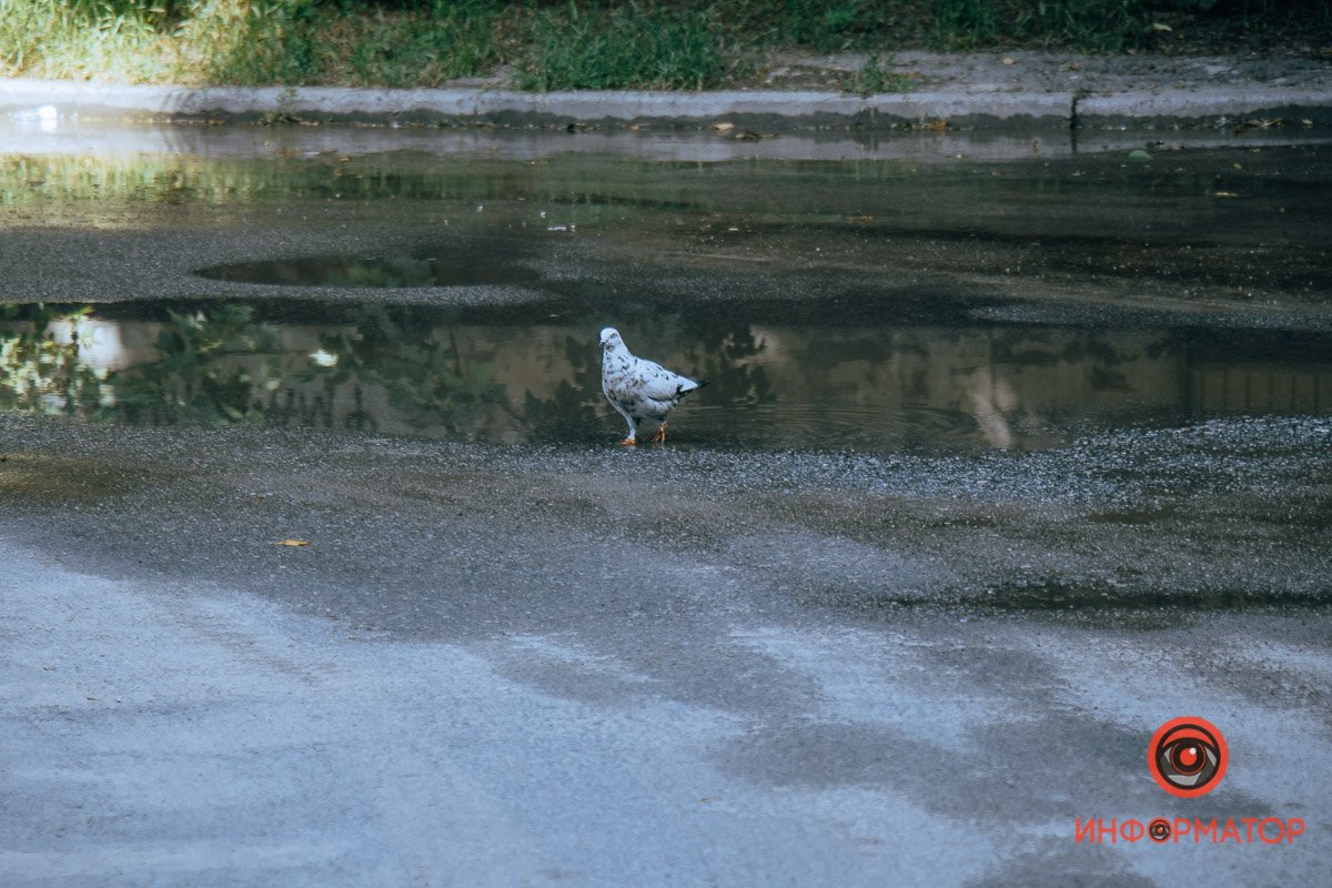 Жильцы второго дома пятого корпуса постоянно обращаются на горячую линию Жильцы второго дома пятого корпуса постоянно обращаются на горячую линию