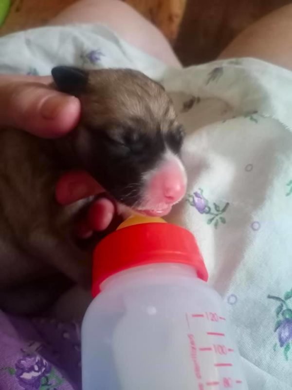 Щенку нужна помощь Щенку нужна помощь