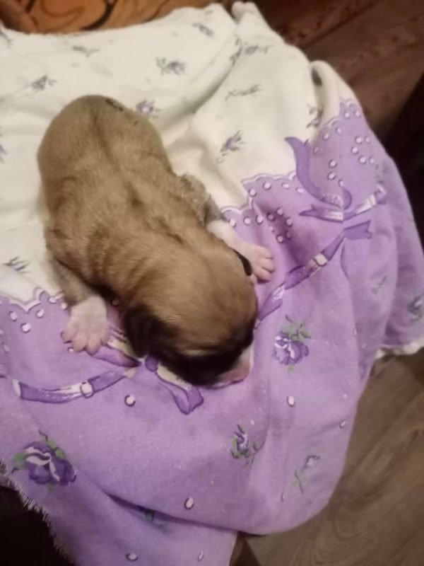 Малыша нашли в мусорном баке Малыша нашли в мусорном баке