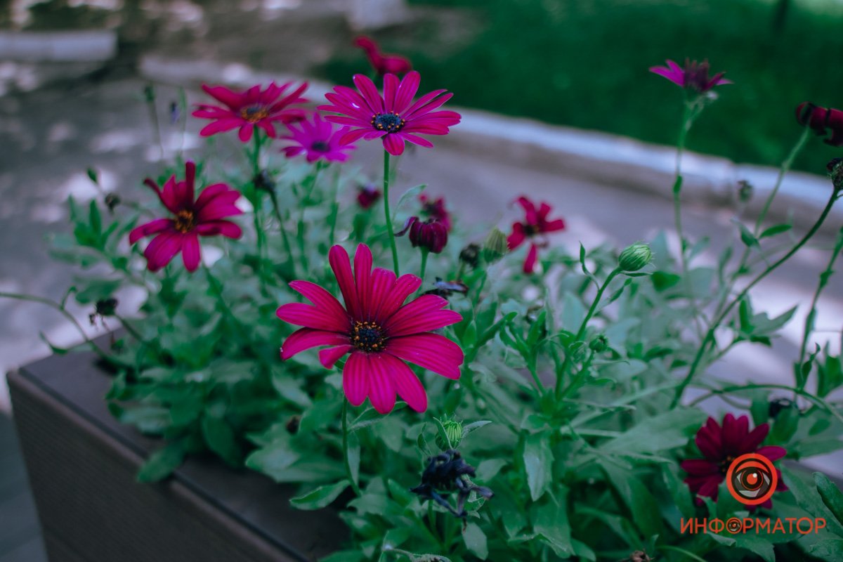 Зеленые насаждения