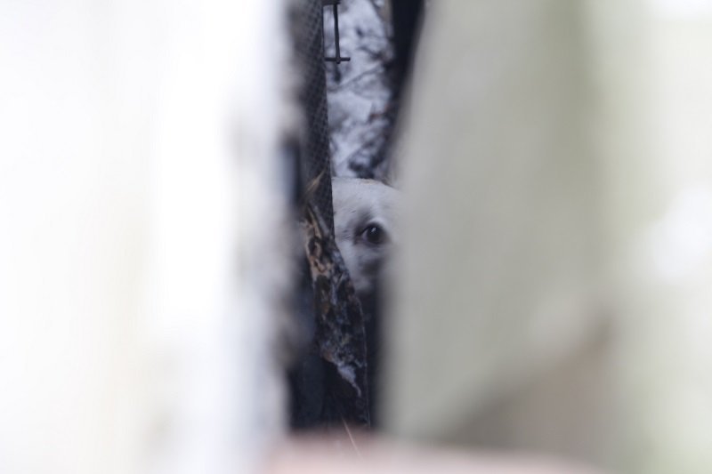 В Днепре больше двух часов спасали застрявшую собаку (ФОТО, ВИДЕО) 3