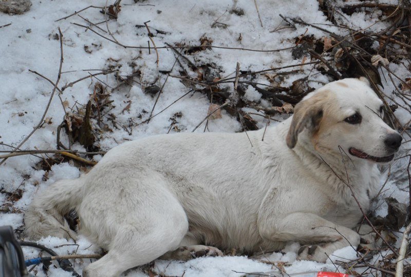 В Днепре больше двух часов спасали застрявшую собаку (ФОТО, ВИДЕО) 7