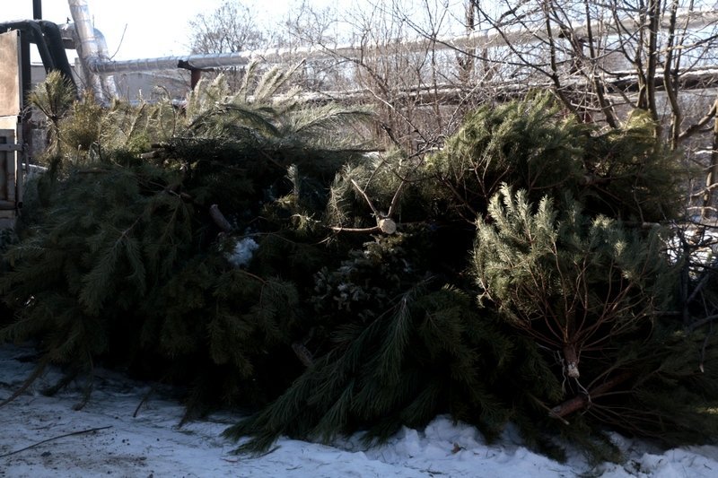 Получи ответ: куда деваются в Днепре новогодние елки (ФОТО, ВИДЕО) 1