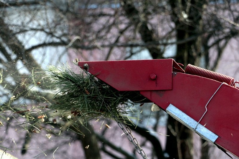 Получи ответ: куда деваются в Днепре новогодние елки (ФОТО, ВИДЕО) 10