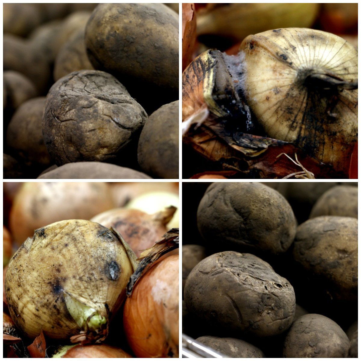 Проверено Информатором: гнилая картошка и плесень на луковицах в "Varus" (ФОТО) 14