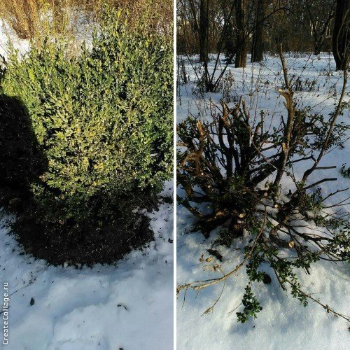 Ботанический сад в Днепре постоянно обворовывают (ФОТО) 1