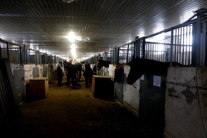 Как сейчас живут лошади, спасенные из Орловщины (ФОТО) 1