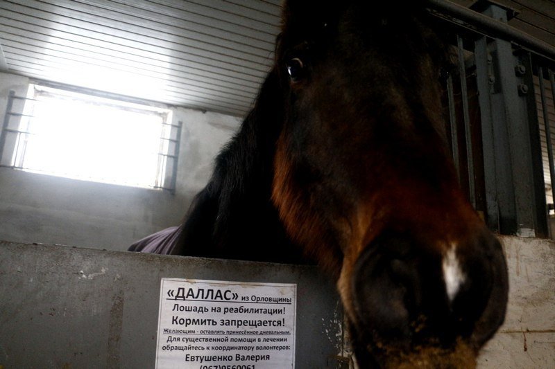 Как сейчас живут лошади, спасенные из Орловщины (ФОТО) 2