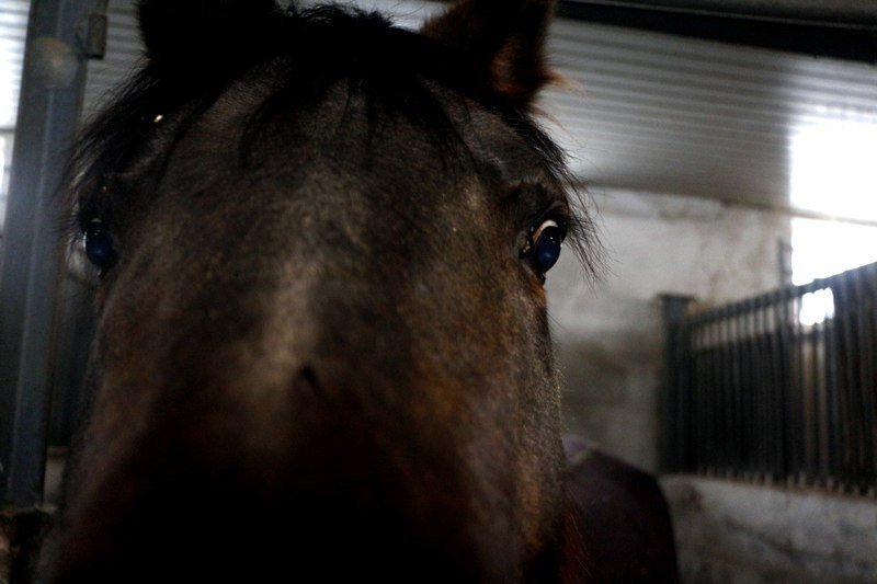 Как сейчас живут лошади, спасенные из Орловщины (ФОТО) 3