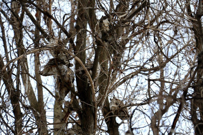 Привет из "Хогвартса": в Днепре поселилась стая ушастых сов (ФОТО) 1