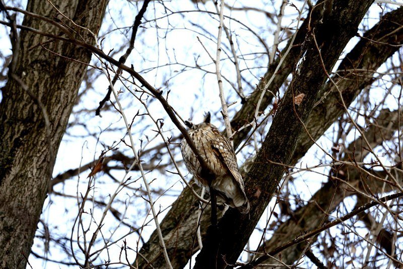 Привет из "Хогвартса": в Днепре поселилась стая ушастых сов (ФОТО) 2