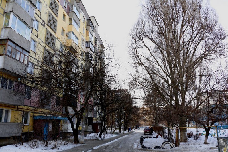 Привет из "Хогвартса": в Днепре поселилась стая ушастых сов (ФОТО) 3