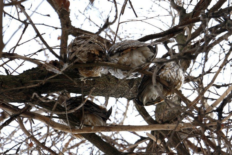 Привет из "Хогвартса": в Днепре поселилась стая ушастых сов (ФОТО) 4