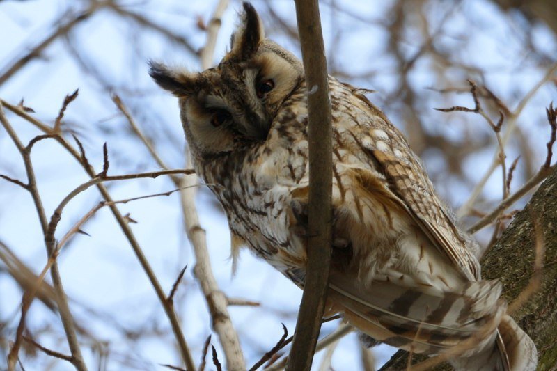 Привет из "Хогвартса": в Днепре поселилась стая ушастых сов (ФОТО) 5