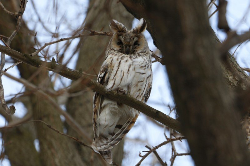 Привет из "Хогвартса": в Днепре поселилась стая ушастых сов (ФОТО) 6