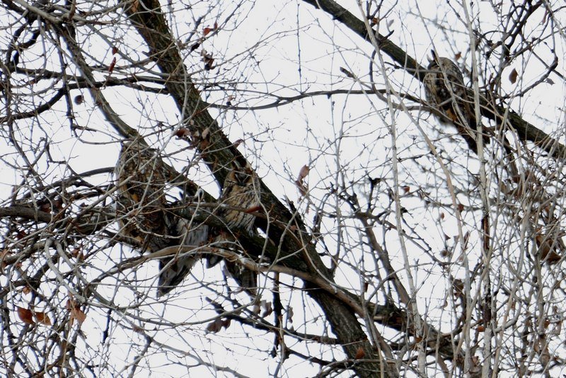 Привет из "Хогвартса": в Днепре поселилась стая ушастых сов (ФОТО) 7