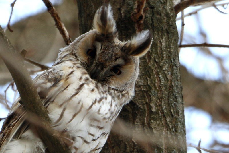 Привет из "Хогвартса": в Днепре поселилась стая ушастых сов (ФОТО) 8