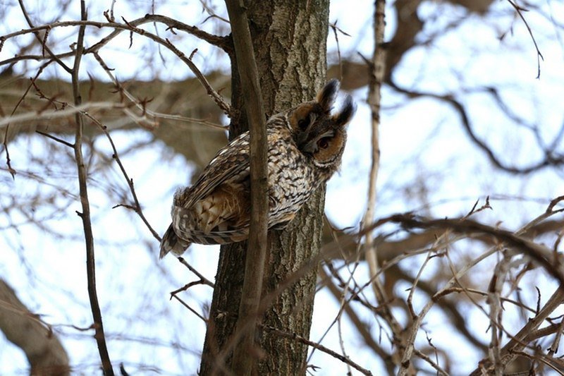 Привет из "Хогвартса": в Днепре поселилась стая ушастых сов (ФОТО) 9