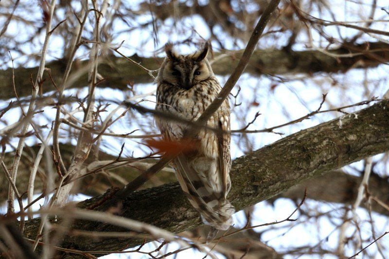 Привет из "Хогвартса": в Днепре поселилась стая ушастых сов (ФОТО) 10