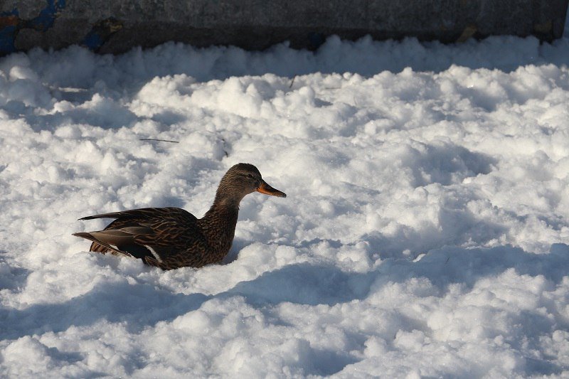 Утиные истории в парке Глобы: как в Днепре зимуют птицы (ФОТО) 1