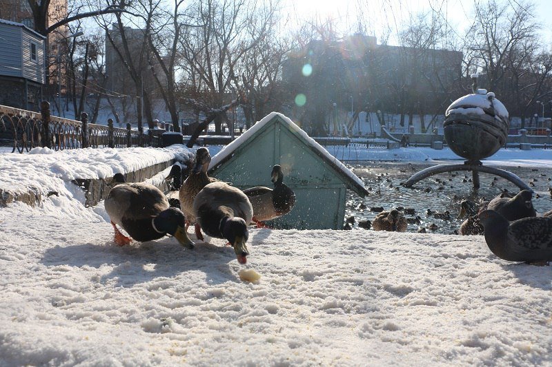 Утиные истории в парке Глобы: как в Днепре зимуют птицы (ФОТО) 2