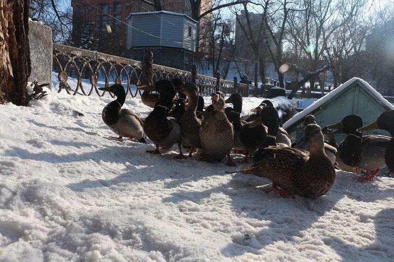 Утиные истории в парке Глобы: как в Днепре зимуют птицы (ФОТО) 3