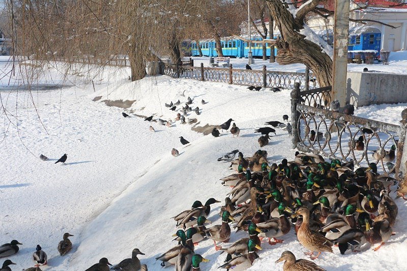 Утиные истории в парке Глобы: как в Днепре зимуют птицы (ФОТО) 4
