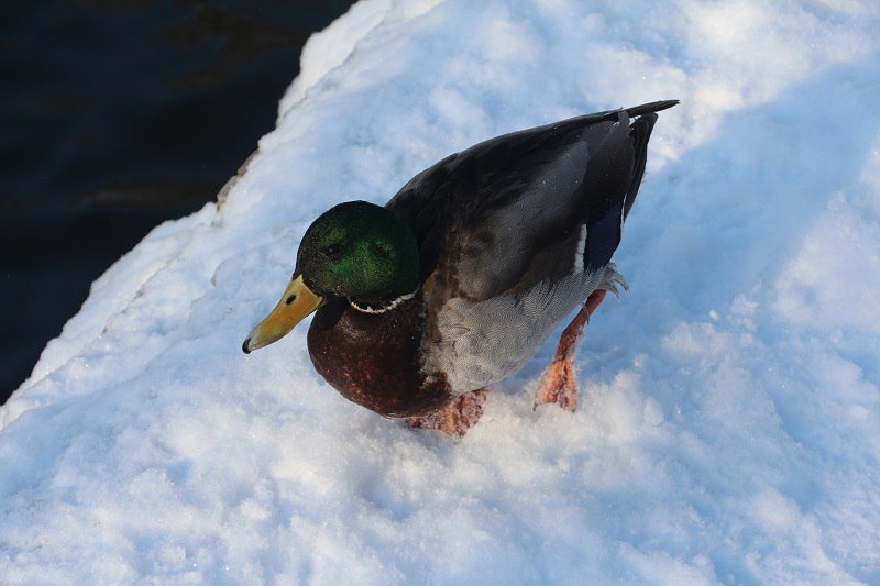 Утиные истории в парке Глобы: как в Днепре зимуют птицы (ФОТО) 5