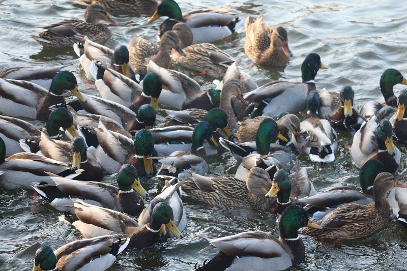 Утиные истории в парке Глобы: как в Днепре зимуют птицы (ФОТО) 6