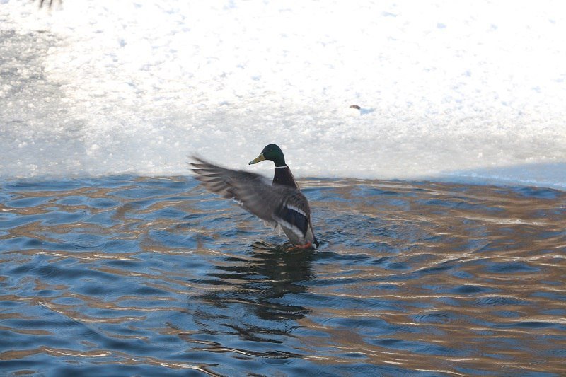 Утиные истории в парке Глобы: как в Днепре зимуют птицы (ФОТО) 7