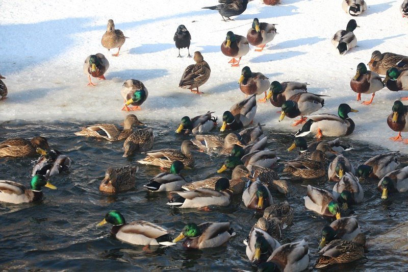 Утиные истории в парке Глобы: как в Днепре зимуют птицы (ФОТО) 8