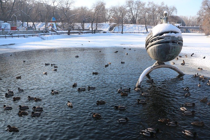 Утиные истории в парке Глобы: как в Днепре зимуют птицы (ФОТО) 9