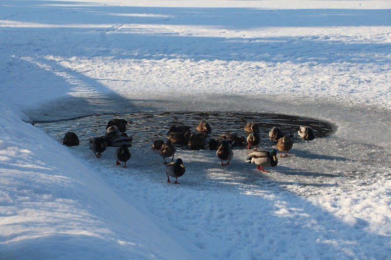 Утиные истории в парке Глобы: как в Днепре зимуют птицы (ФОТО) 10