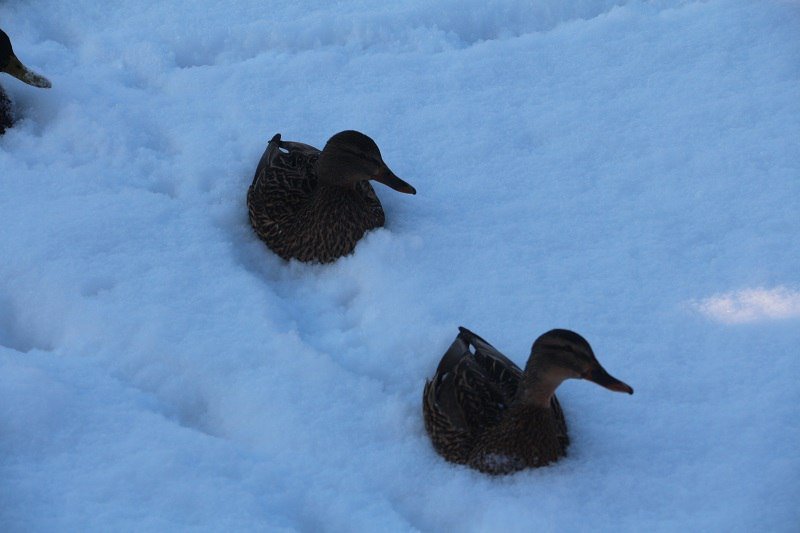 Утиные истории в парке Глобы: как в Днепре зимуют птицы (ФОТО) 11