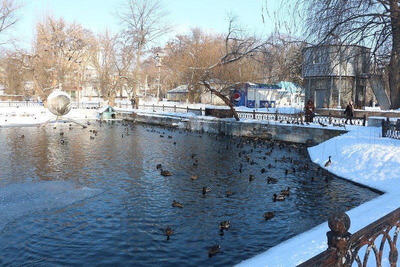Утиные истории в парке Глобы: как в Днепре зимуют птицы (ФОТО) 12
