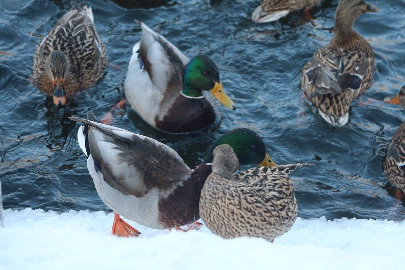 Утиные истории в парке Глобы: как в Днепре зимуют птицы (ФОТО) 13