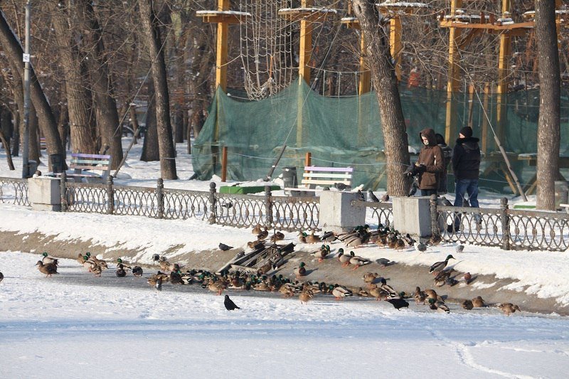 Утиные истории в парке Глобы: как в Днепре зимуют птицы (ФОТО) 14