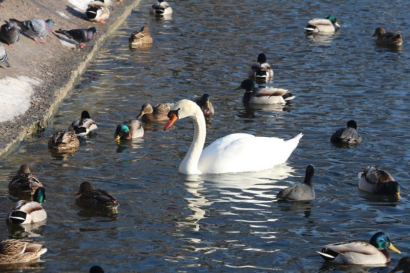 Утиные истории в парке Глобы: как в Днепре зимуют птицы (ФОТО) 15