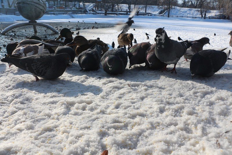 Утиные истории в парке Глобы: как в Днепре зимуют птицы (ФОТО) 16