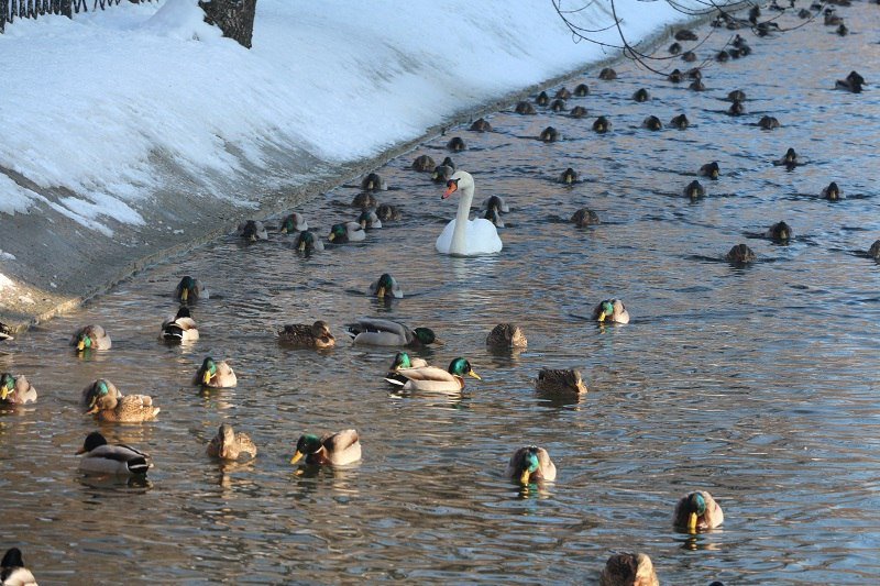 Утиные истории в парке Глобы: как в Днепре зимуют птицы (ФОТО) 17