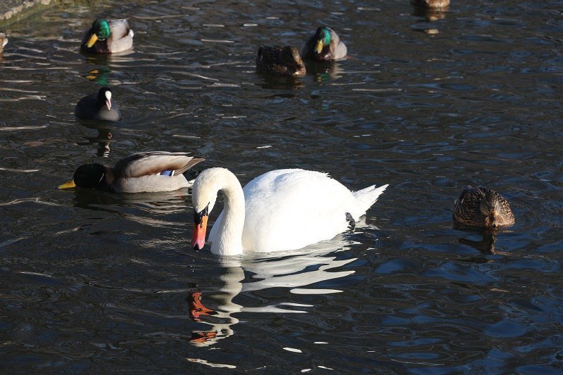 Утиные истории в парке Глобы: как в Днепре зимуют птицы (ФОТО) 18