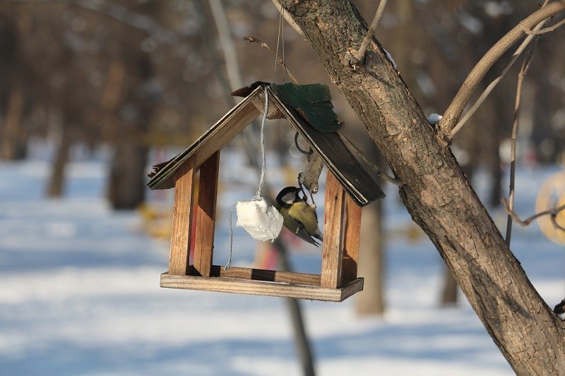 Утиные истории в парке Глобы: как в Днепре зимуют птицы (ФОТО) 19