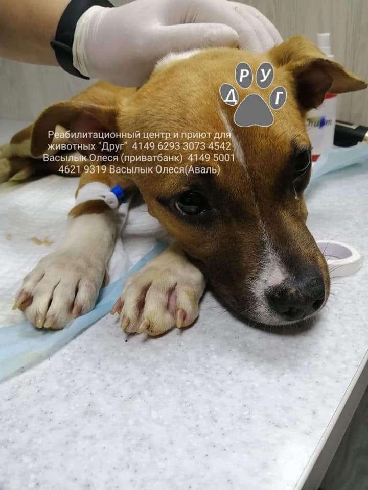 Щенок с энтеритом